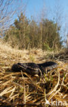 Adder (Vipera berus) 