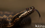 Adder (Vipera berus) 