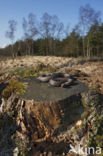 Adder (Vipera berus) 