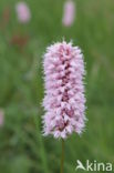 Adderwortel (Persicaria bistorta)