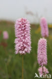 Adderwortel (Persicaria bistorta)