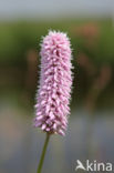 Adderwortel (Persicaria bistorta)