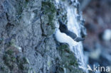 Razorbill (Alca torda)