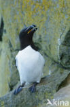 Razorbill (Alca torda)