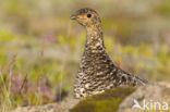 Alpensneeuwhoen (Lagopus muta)