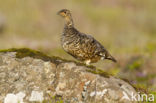 Alpensneeuwhoen (Lagopus muta)