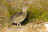 Alpensneeuwhoen (Lagopus muta)