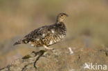 Alpensneeuwhoen (Lagopus muta)