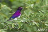Amethistspreeuw (Cinnyricinclus leucogaster)
