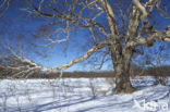 Asian white birch (Betula platyphylla)