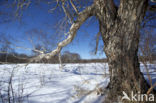 Asian white birch (Betula platyphylla)