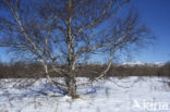 Asian white birch (Betula platyphylla)