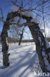 Asian white birch (Betula platyphylla)