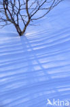 Asian white birch (Betula platyphylla)