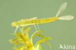 Azure Damselfly (Coenagrion puella)