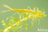 Azuurwaterjuffer (Coenagrion puella)