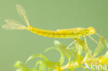 Azure Damselfly (Coenagrion puella)