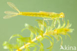 Azuurwaterjuffer (Coenagrion puella)