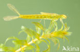 Azuurwaterjuffer (Coenagrion puella)