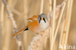 Bearded Reedling (Panurus biarmicus)