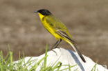 Yellow wagtail (Motacilla flava feldegg)