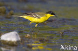 Yellow wagtail (Motacilla flava feldegg)
