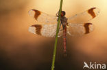 Bandheidelibel (Sympetrum pedemontanum) 