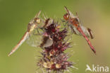 Bandheidelibel (Sympetrum pedemontanum) 