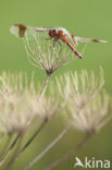 band-winged dragonfly (Sympetrum pedemontanum)