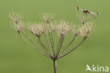 Bandheidelibel (Sympetrum pedemontanum) 