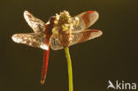 Bandheidelibel (Sympetrum pedemontanum) 