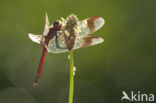 Bandheidelibel (Sympetrum pedemontanum) 