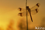 Bandheidelibel (Sympetrum pedemontanum) 