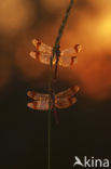 Bandheidelibel (Sympetrum pedemontanum) 