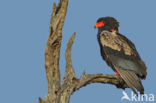 Bateleur