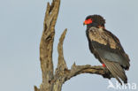 Bateleur