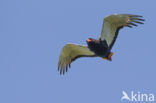 Bateleur