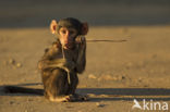 Baboon (Papio spec)