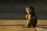 Baboon (Papio spec)