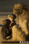 Baboon (Papio spec)