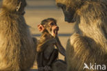Baboon (Papio spec)