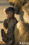 Baboon (Papio spec)