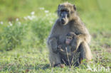 Baboon (Papio spec)