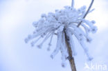 Giant Hogweed (Heracleum mantegazzianum)