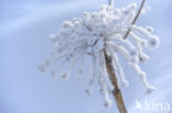 Giant Hogweed (Heracleum mantegazzianum)