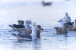 Glaucous-winged Gull (Larus glaucescens)