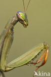 Bidsprinkhaan sp. (Mantis sp.)