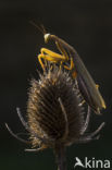 Bidsprinkhaan sp. (Mantis sp.)