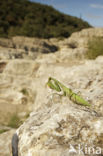 Praying mantis (Mantis sp.)