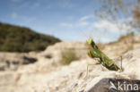 Praying mantis (Mantis sp.)